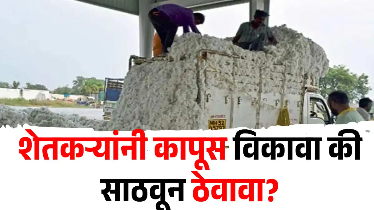 Cotton Market News 2026